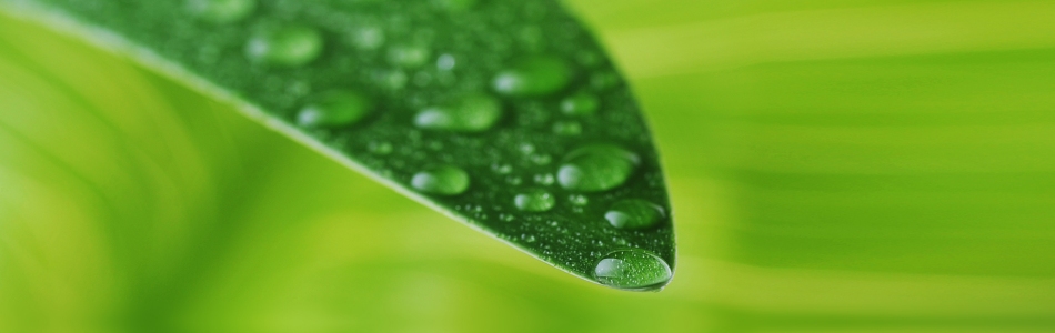 Path To Your Wellness