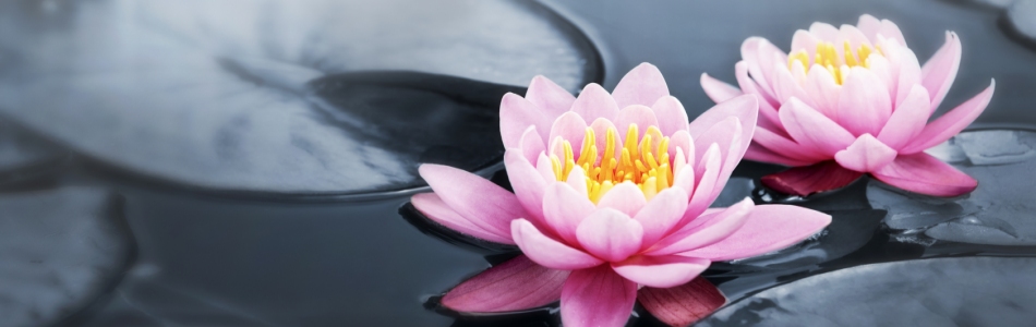 Path To Your Wellness